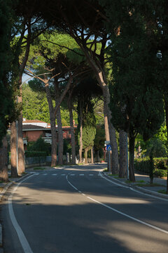 Vista del viale alberato di pini che porta a Montecatini Alto durante un caldo tramonto autunnale con la luce del sole che filtra attraverso i rami degli alberi. 