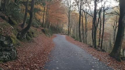Obraz premium A winding paved road through an autumnal forest with fallen leaves.