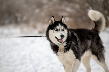 Walking with your pet husky in the park in winter. Friendship with a dog. Breeding and keeping a husky dog.