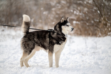 Fototapeta premium Walking with your pet husky in the park in winter. Friendship with a dog. Breeding and keeping a husky dog.