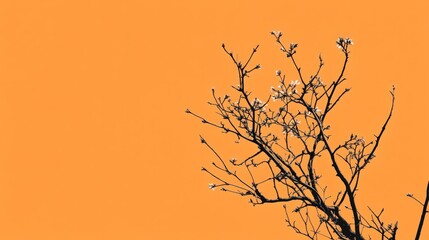 Fototapeta premium A tree branch is shown on a bright orange background