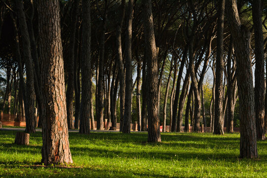 Vista del parco Pineta di Montecatini Terme durante una bella e serena giornata autunnale con cielo azzurro e senza nuvole sull'orizzonte.