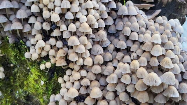 Coprinus, Coprinellus disseminatus