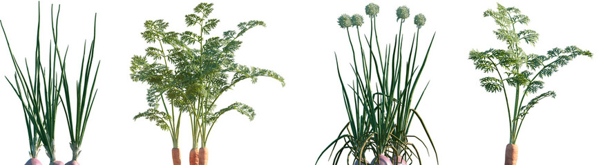 Fototapeta premium Set of Daucus carota and Allium cepa frontal isolated png on a transparent background perfectly cutout high resolution