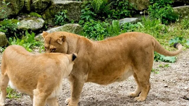 A male lion seduces a female lion in the forest