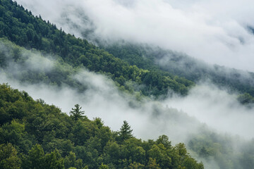 Misty forest landscape in morning light with lush greenery