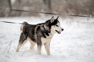 Walking with your pet husky in the park in winter. Friendship with a dog. Breeding and keeping a husky dog.