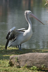 Pelican bird near water's edge, a lake environment