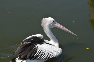 Pelican bird near water's edge, a lake environment