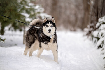 Walking with your pet husky in the park in winter. Friendship with a dog. Breeding and keeping a husky dog.