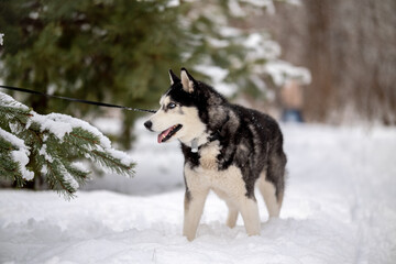 Walking with your pet husky in the park in winter. Friendship with a dog. Breeding and keeping a husky dog.