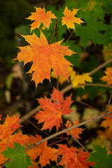 Autumn colours in maple leaves red, yellow, orange, green