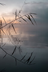 Morning grass over a lake with pink colours in the sky