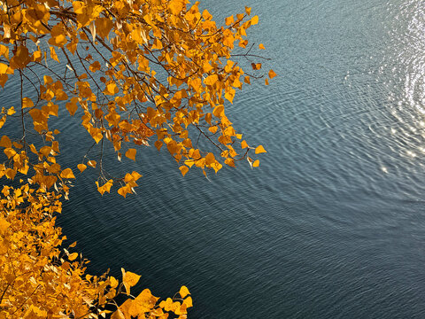 Autumn golden yellow leaves over river water.