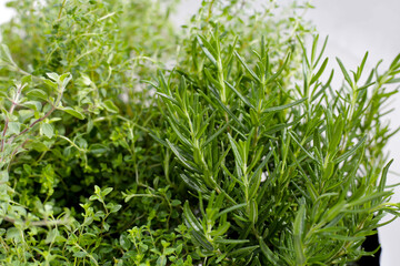 Fresh herbs in the garden