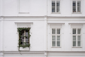 White window surrounded by creeping ivy plants. Exterior of house with white plaster wall and windows. 
