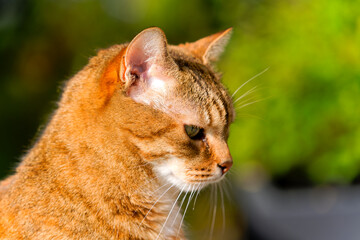 Head shot of red brown colored adult female tabby cat sitting on wall at garden on a sunny autumn noon. Photo taken November 1st, 2024, Zurich, Switzerland.