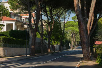 Vista del viale alberato di pini che porta a Montecatini Alto durante un caldo tramonto autunnale...