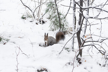 Red-gray squirrel sits on snow in winter pine forest. There is snow on its face. Natural habitat of squirrels