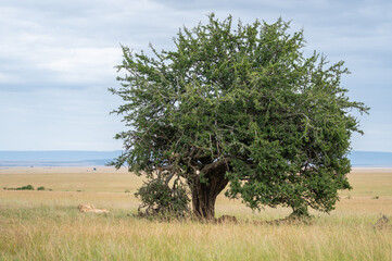 A pride of lions is currently resting and lying in the grass, Masai Mara, Kenya