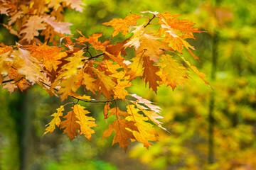 Bright yellow autumn maple leaves on a blurred natural background.