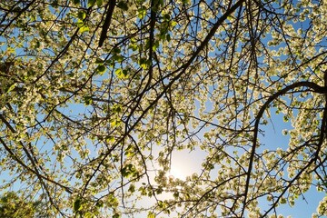 blooming apple tree against a background of blue sky, bright sun and tree branches