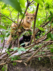 cats hide in bushes, plants on the street, animals rest in the greenery