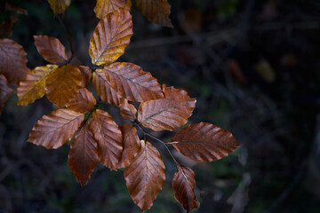 Autumn leaves on a tree