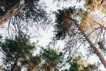 Fototapeta premium trees and sky