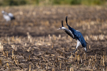 Kranich im Anflug auf ein abgeerntetes Maisfeld