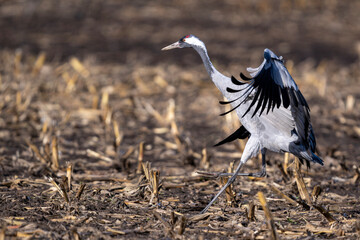 Kranich im Anflug auf ein abgeerntetes Maisfeld