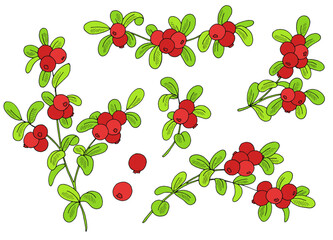 Cowberry plant graphic color isolated sketch illustration vector