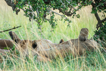 A pride of lions is currently resting and lying in the grass, Masai Mara, Kenya