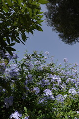 Blue Plumbago