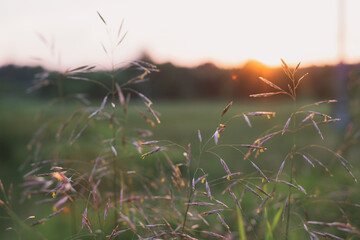 Golden Sunset Illuminates Delicate Grass Blades In Serene Field During Early Evening Hours