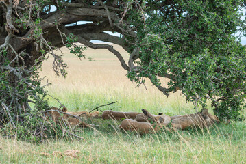 A pride of lions is currently resting and lying in the grass, Masai Mara, Kenya