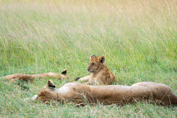 A pride of lions is currently resting and lying in the grass, Masai Mara, Kenya