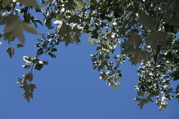 Populus