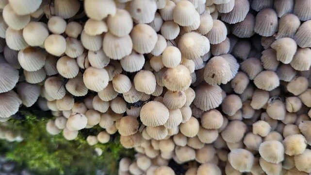 Coprinus, Coprinellus disseminatus
