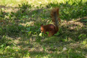 A squirrel is eating grass in a field