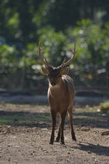 Male Bawean deer, Axis kuhlii also known as kuhl's hog deer or Bawean hog deer. Endemic species from Indonesia with critically endangered status.