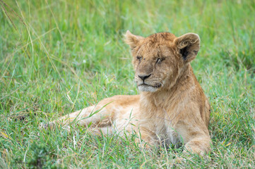 A young lion cub is currently resting and lying in the grass, Masai Mara, Kenya