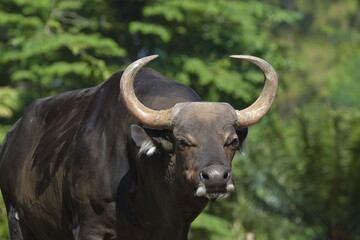 Male Bos javanicus, known as Banteng Jawa or tembadau, an endemic species of wild bovine in...