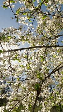 Vertical video, Moving forward between the branches of an abloom fruit tree on a sunny spring morning, Backlighting (Contre-jour). Natural spring garden background