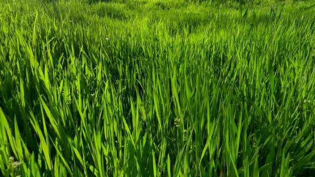First person view of moving forward through thick green grass in morning light, Close-up, Backlight (Contre-jour)