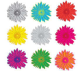 heads of gerbera flowers
