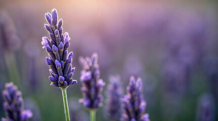 Obraz premium Macro Shot of Blooming Lavender Flower with Soft Purple Background – Serene Close-Up in a Peaceful Lavender Field at Sunset