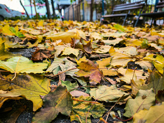 A pile of yellow leaves on the ground. The leaves are scattered and some are larger than others. The scene is peaceful and serene, with a bench in the background.