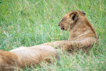 A young lion cub is currently resting and lying in the grass, Masai Mara, Kenya