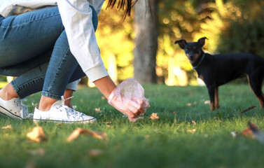 Unrecognizable woman crouching down to pick up her pinscher dog's poop in a park, practicing responsible pet ownership with a plastic bag on a bright day